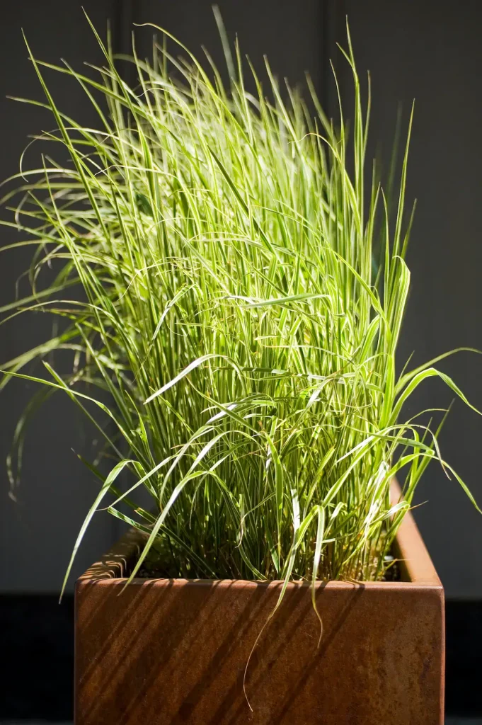 Cortenstaal plantenbak met siergrassen in een voorjaarstuin